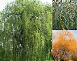 Attēlu rezultāti vaicājumam “Salix alba var. vitellina”