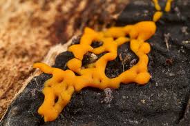 Attēlu rezultāti vaicājumam “Physarum straminipes plasmodium”