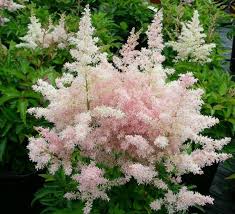 Image result for Astilbe