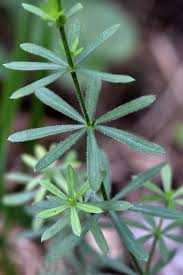 Attēlu rezultāti vaicājumam “Galium schultesii”