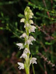 Attēlu rezultāti vaicājumam “Goodyera repens fruit”
