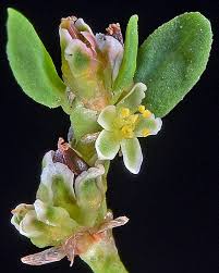 Attēlu rezultāti vaicājumam “Polygonum aviculare flower”