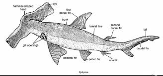 Image result for Sphyrna