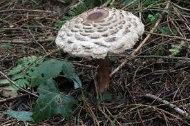 Attēlu rezultāti vaicājumam “Macrolepiota rhacodes var. bohemica”