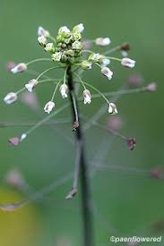 Attēlu rezultāti vaicājumam “Capsella bursa-pastoris flower”