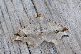 Attēlu rezultāti vaicājumam “Macaria alternata”