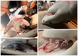 Image result for Carcharodon carcharias