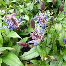 Image result for Tricyrtis `Black Beauty`