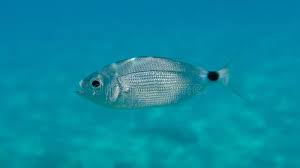 Image result for Oblada melanurus