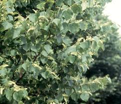 Attēlu rezultāti vaicājumam “Tilia platyphyllos subsp. cordifolia leaf”