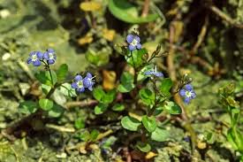 Attēlu rezultāti vaicājumam “Veronica beccabunga leaf”