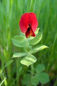 Image result for Lotus tetragonolobus