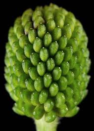 Attēlu rezultāti vaicājumam “Ranunculus sceleratus fruit”