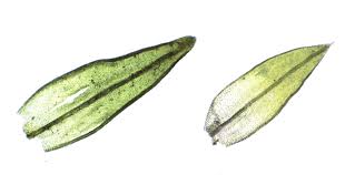 Attēlu rezultāti vaicājumam “Orthotrichum pumilum”