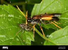 Attēlu rezultāti vaicājumam “Tenthredo campestris female”