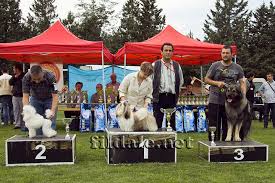 Judge: Mile Aleksoski ( Macedonia ). Best in Show Junior. J.CAC, Best junior, BOB, R.BIG, BISj - Ragsol Vittorio - 30.04.2011MakedoniaBISj