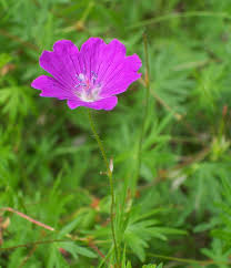 Attēlu rezultāti vaicājumam “Geranium sanguineum”