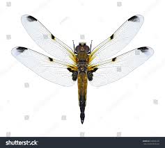 Attēlu rezultāti vaicājumam “Libellula quadrimaculata”