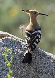 Attēlu rezultāti vaicājumam “Upupa epops adult”