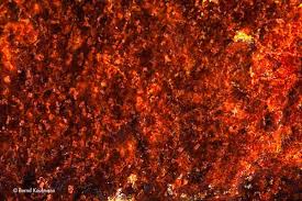 Attēlu rezultāti vaicājumam “Hildenbrandia rivularis”