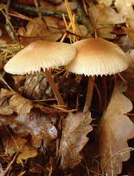 Attēlu rezultāti vaicājumam “Mycena zephirus”