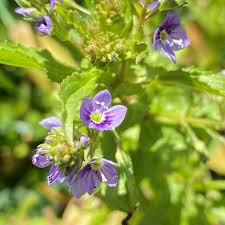 Attēlu rezultāti vaicājumam “Veronica anagallis-aquatica”