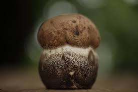 Attēlu rezultāti vaicājumam “Leccinum vulpinum”