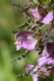Attēlu rezultāti vaicājumam “Pedicularis palustris leaf”