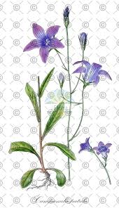 Image result for Campanula patula