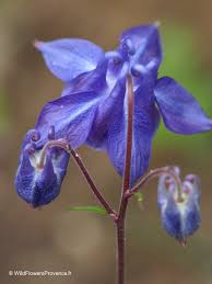 Image result for Aquilegia vulgaris