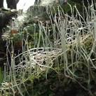 A liverwort - Pellia epiphylla. This liverwort was growing beside the - via Daymix