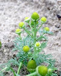 Attēlu rezultāti vaicājumam “Matricaria discoidea leaf”
