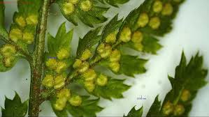 Attēlu rezultāti vaicājumam “Dryopteris dilatata”