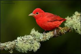 Image result for Piranga rubra