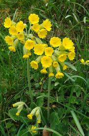 Attēlu rezultāti vaicājumam “Primula veris leaf”