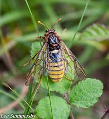 Attēlu rezultāti vaicājumam “Acantholyda erythrocephala”
