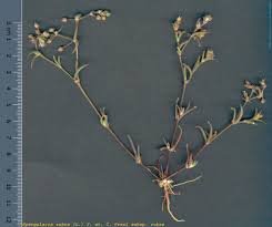 Attēlu rezultāti vaicājumam “Spergularia rubra”