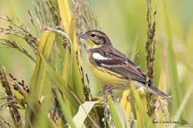 Image result for Emberiza aureola