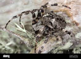 Attēlu rezultāti vaicājumam “Araneus angulatus”