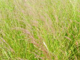 Attēlu rezultāti vaicājumam “Agrostis canina”