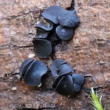 Attēlu rezultāti vaicājumam “Holwaya mucida”