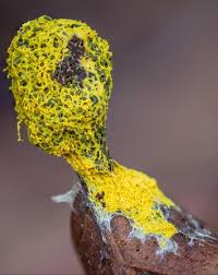 Attēlu rezultāti vaicājumam “Fuligo cinerea macro”