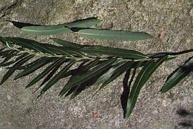 Attēlu rezultāti vaicājumam “Salix purpurea leaf”