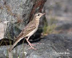 Image result for Anthus campestris