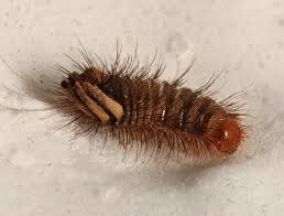 Attēlu rezultāti vaicājumam “Anthrenus sp. larva”