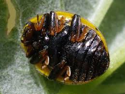 Attēlu rezultāti vaicājumam “Psyllobora vigintiduopunctata larva”