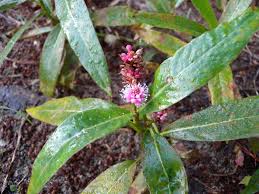 Attēlu rezultāti vaicājumam “Polygonum amphibium leaf”