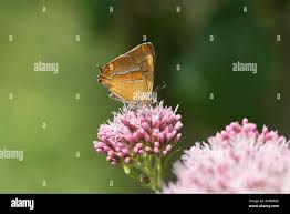 Attēlu rezultāti vaicājumam “Thecla betulae underside”