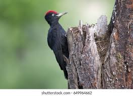 Attēlu rezultāti vaicājumam “Dryocopus martius”