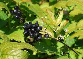 Image result for Christophskraut